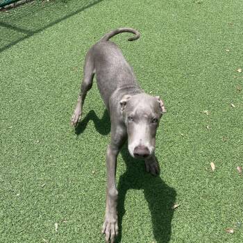 Lovey 4753 -  Weimaraner Dog for Adoption in Loxahatchee Groves, Florida - Lovey 4753 | PetCurious