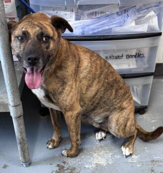 Ritchie -  Mixed Breed Dog for Adoption in Chesterfield, South Carolina - Ritchie | PetCurious