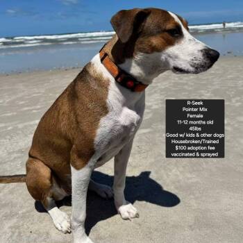 English Pointer Dogs Available for Adoption in Oviedo, Florida - R-Seek | PetCurious