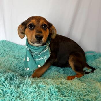 Mixed Breed Dogs Available for Adoption in Canal Winchester, Ohio - Tuliptree | PetCurious