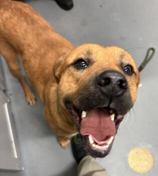 Ronaldo -  Shepherd Dog for Adoption in Ashland, Virginia - Ronaldo | PetCurious
