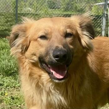 Australian Shepherd Dogs Available for Adoption - Silo | PetCurious