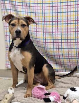 Pippa -  Mixed Breed Dog for Adoption in Hamilton, Ohio - Pippa | PetCurious