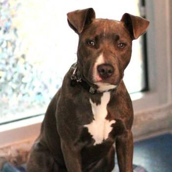 Pit Bull Terrier Dogs Available for Adoption in Fredericksburg, Virginia - 26-00557 | PetCurious