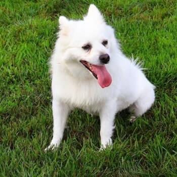 Sadie Mae -  American Eskimo Dog Dog for Adoption in Northbrook, Illinois - Sadie Mae | PetCurious