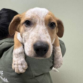 Maddie -  Mixed Breed Dog for Adoption in Saint Charles, Missouri - Maddie | PetCurious