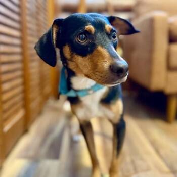 Winston Loyal Little Love -  Chihuahua and Rat Terrier Dog for Adoption in Friendswood, Texas - Winston Loyal Little Love | PetCurious