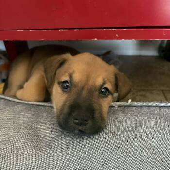 Labrador Retriever and Pit Bull Terrier Dogs Available for Adoption - Halo | PetCurious