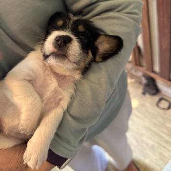 Miniature Poodle and Mixed Breed Dogs Available for Adoption in Richmond, California - MORNING GLORY | PetCurious