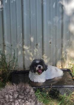 Chloe -  Shih Tzu and Poodle Dog for Adoption in Prague, Oklahoma - Chloe | PetCurious