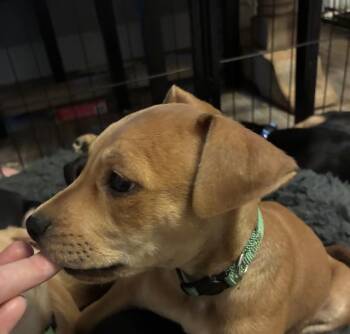 MALLARD -  Rottweiler and Labrador Retriever Dog for Adoption in Charlotte, North Carolina - MALLARD | PetCurious