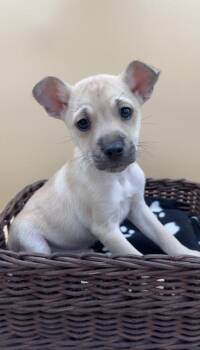 Flint -  Mixed Breed Dog for Adoption in Lawrenceville, Georgia - Flint | PetCurious