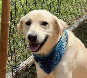 Mile-O $25 -  Labrador Retriever and Mixed Breed Dog for Adoption in Seneca, South Carolina - Mile-O $25 | PetCurious