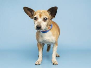 POLO -  Chihuahua Dog for Adoption in Phoenix, Arizona - POLO | PetCurious
