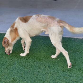 Rumble -  Mixed Breed Dog for Adoption in Ottawa, Kansas - Rumble | PetCurious