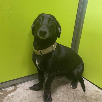 Australian Cattle Dog Blue Heeler and Border Collie Dogs Available for Adoption in Spokane, Washington - Sophia | PetCurious