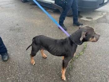 Pit Bull Terrier Dogs Available for Adoption - KIADA | PetCurious