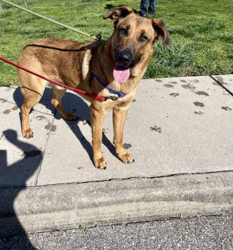 Harvey 4810 -  German Shepherd Dog Dog for Adoption in Centreville, Virginia - Harvey 4810 | PetCurious