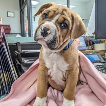 Doug PR 2 -  Pit Bull Terrier Dog for Adoption in Union, Missouri - Doug PR 2 | PetCurious