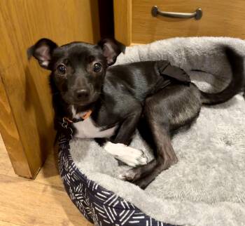 Chihuahua and Beagle Dogs Available for Adoption - Honor | PetCurious