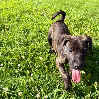 Shiraz -  Mixed Breed Dog for Adoption in New Fairfield, Connecticut - Shiraz | PetCurious