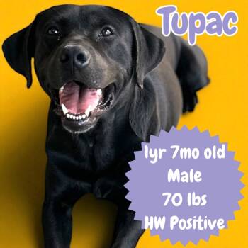 Rescue Labrador Retriever and Mixed Breed Dogs for Adoption in Sorrento, Louisiana - Tupac | PetCurious