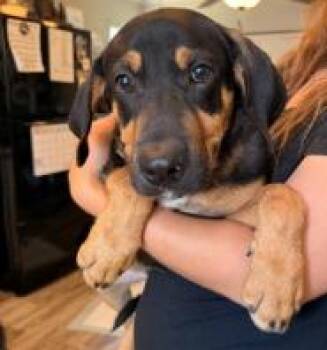Ortus -  Doberman Pinscher and Hound Dog for Adoption in Kalamazoo, Michigan - Ortus | PetCurious