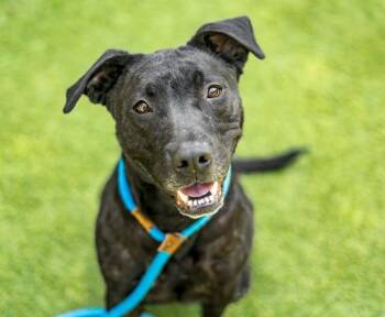 Labrador Retriever and Pit Bull Terrier Dogs Available for Adoption in San Jose, California - BRAVERY | PetCurious