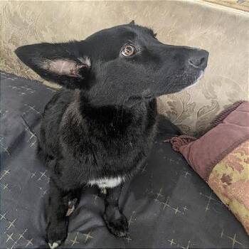 Cricket -  Corgi and Border Collie Dog for Adoption in Minneapolis, Minnesota - Cricket | PetCurious
