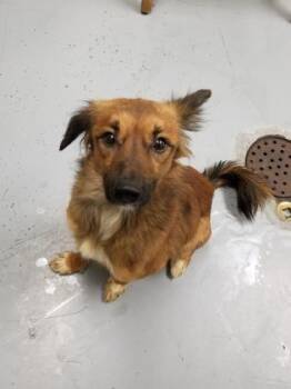 Dozey -  Pomeranian Dog for Adoption in Lafayette, Indiana - Dozey | PetCurious