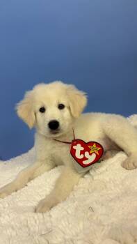 Lizzy Lizard -  Great Pyrenees and Anatolian Shepherd Dog for Adoption in Phoenix, Arizona - Lizzy Lizard | PetCurious