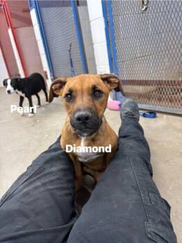 Rescue Mixed Breed Dogs for Adoption in Glenpool, Oklahoma - Diamond | PetCurious