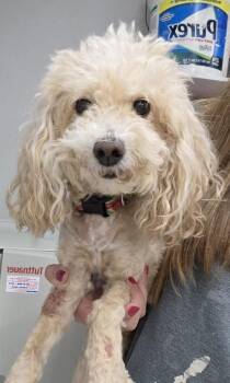Gracie -  Cavalier King Charles Spaniel and Poodle Dog for Adoption in Malvern, Pennsylvania - Gracie | PetCurious