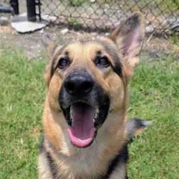 ARLO -  German Shepherd Dog Dog for Adoption in Houston, Texas - ARLO | PetCurious