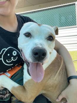 Buck -  Mixed Breed and Pit Bull Terrier Dog for Adoption in Austin, Texas - Buck | PetCurious