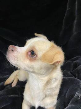 Chihuahua Dogs Available for Adoption - Napoleon | PetCurious