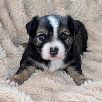 Mixed Breed Dogs Available for Adoption - Breezy Pup - Peter | PetCurious