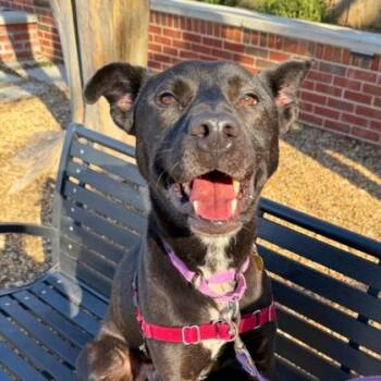 Mixed Breed Dogs Available for Adoption in Richmond, Virginia - Limerick | PetCurious