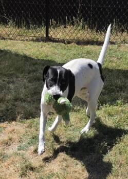 Pointer and Labrador Retriever Dogs Available for Adoption in Conway, South Carolina - Fenice(HW+) | PetCurious