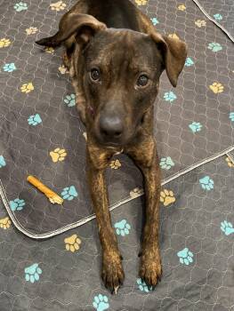Catahoula Leopard Dog Dogs Available for Adoption - Mia | PetCurious