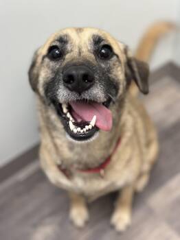 Rescue Shepherd and Black Mouth Cur Dogs for Adoption in Bristol, Tennessee - Junebug | PetCurious