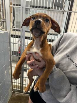Rescue Mixed Breed Dogs for Adoption in Marion, Ohio - Twix | PetCurious