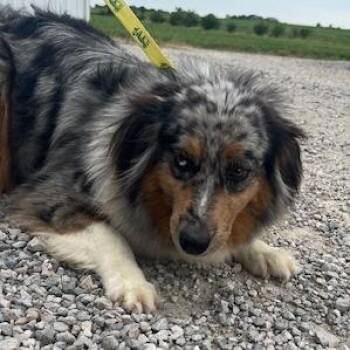 Cookie -  Australian Shepherd Dog for Adoption in Northbrook, Illinois - Cookie | PetCurious