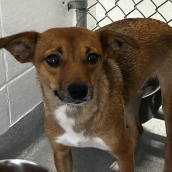 Calypso -  Feist Dog for Adoption in Spruce Pine, North Carolina - Calypso | PetCurious