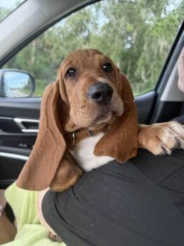 Humphrey -  Basset Hound Dog for Adoption in Auburndale, Florida - Humphrey | PetCurious