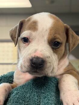 JUNIPER -  Mixed Breed Dog for Adoption in Jacksonville, Florida - JUNIPER | PetCurious