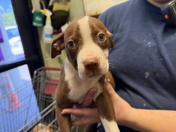 LOGAN -  Pit Bull Terrier and Mixed Breed Dog for Adoption in Tulsa, Oklahoma - LOGAN | PetCurious