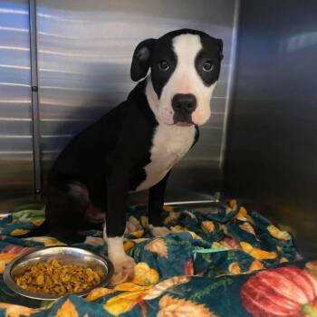BAC-Stray-142305 -  Pit Bull Terrier Dog for Adoption in Beaumont, Texas - BAC-Stray-142305 | PetCurious