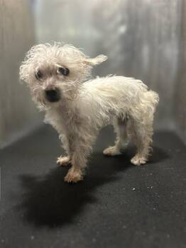 QTIP -  Maltese and Poodle Dog for Adoption in San Antonio, Texas - QTIP | PetCurious