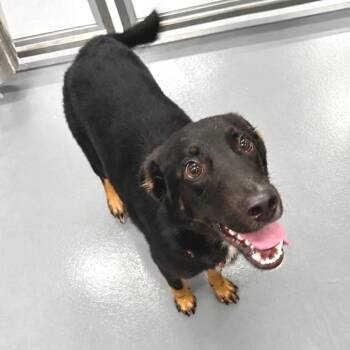 Chippy -  Mixed Breed Dog for Adoption in Wheeling, Illinois - Chippy | PetCurious